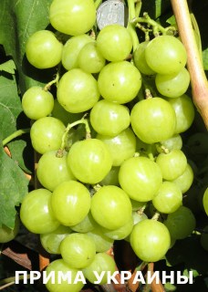 Прима Украины (Плясунов В.Н.)